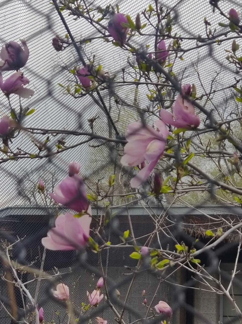 Soulanges-Magnolie 30