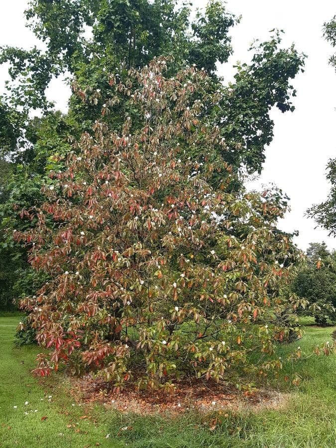 Franklinia 7