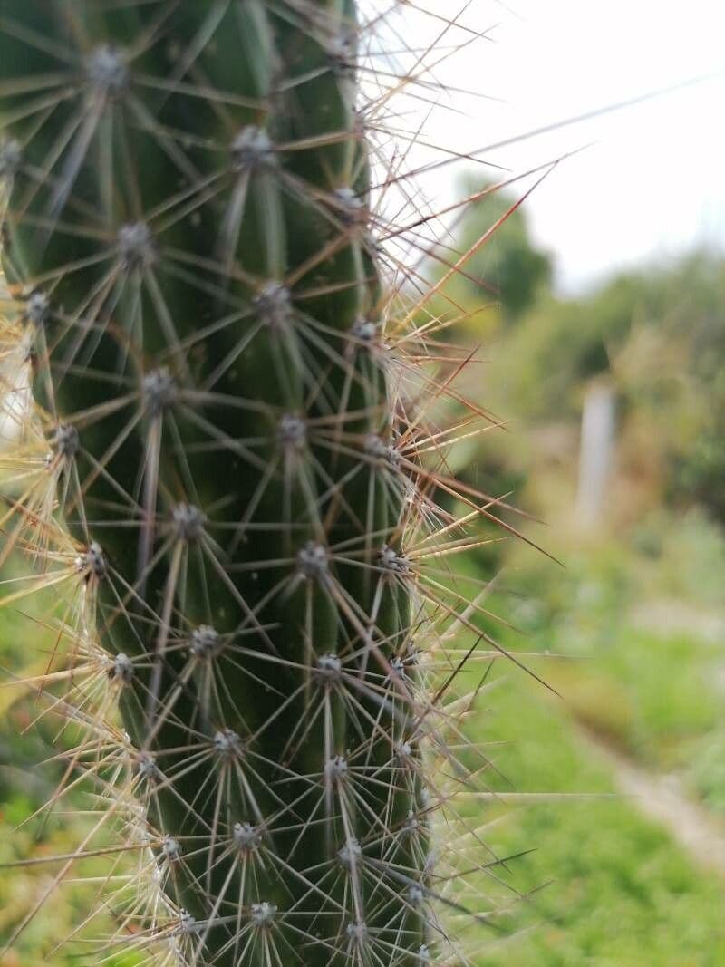 Cactus columnar