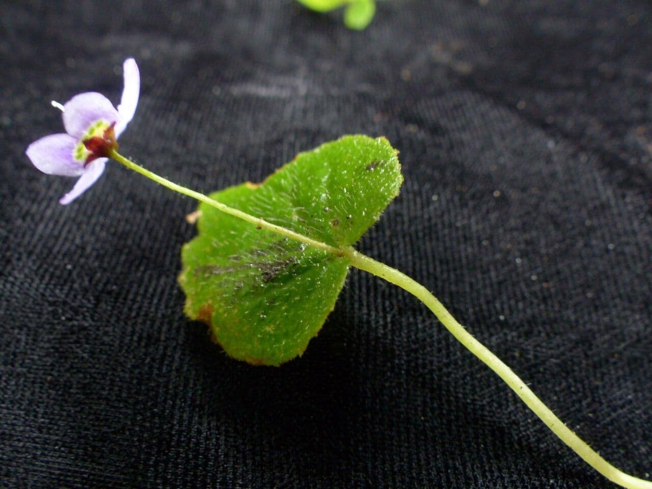 Platystemma 3