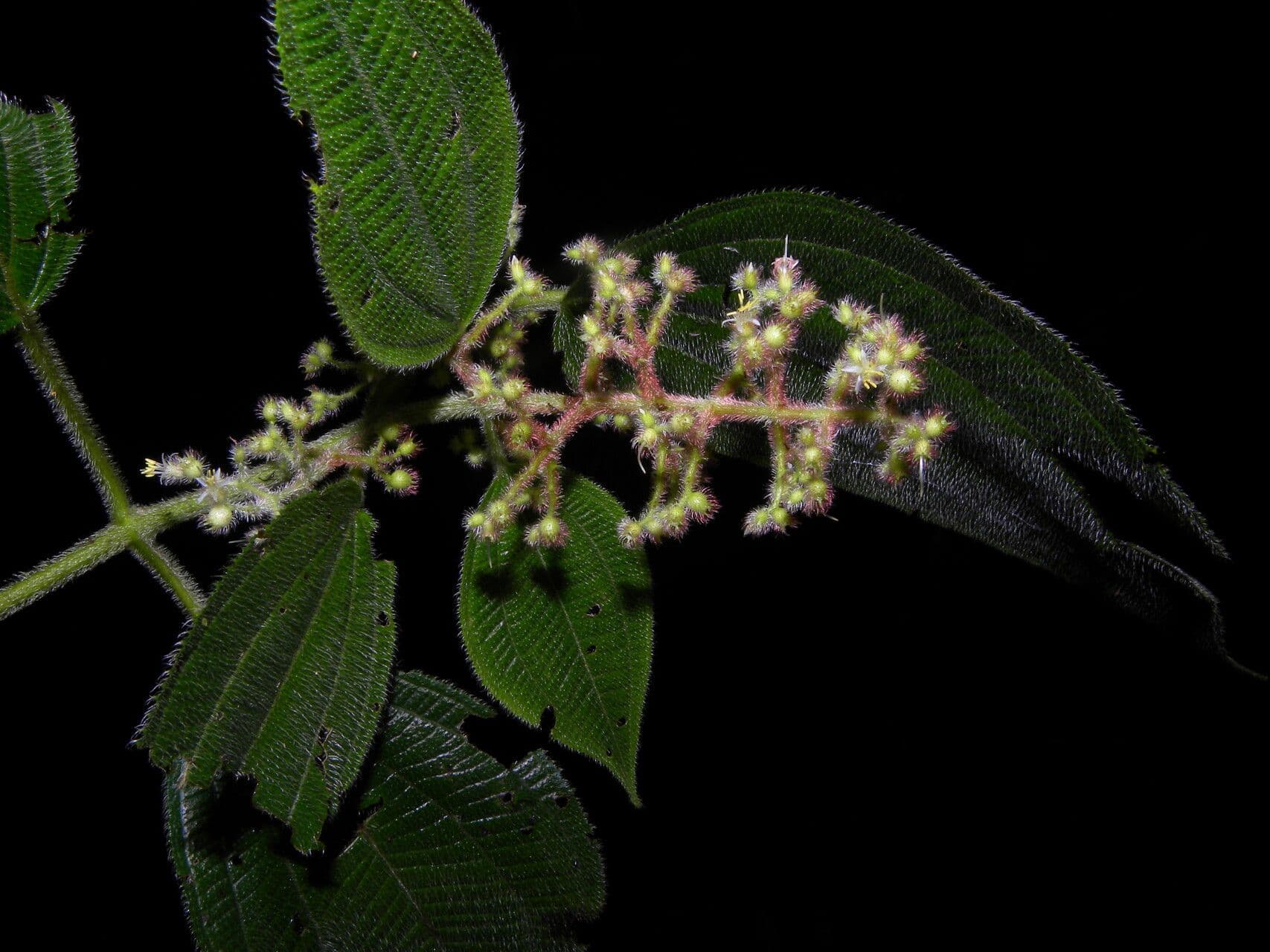 Miconia 6