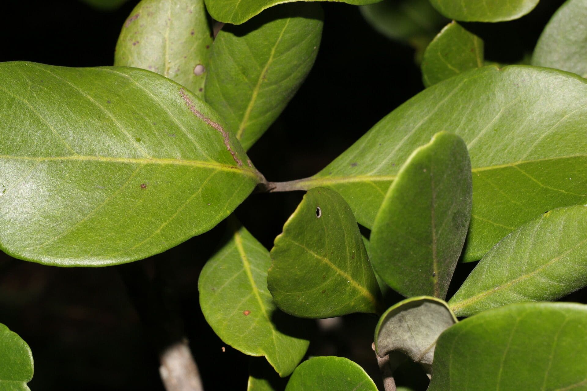 Eugenia 17
