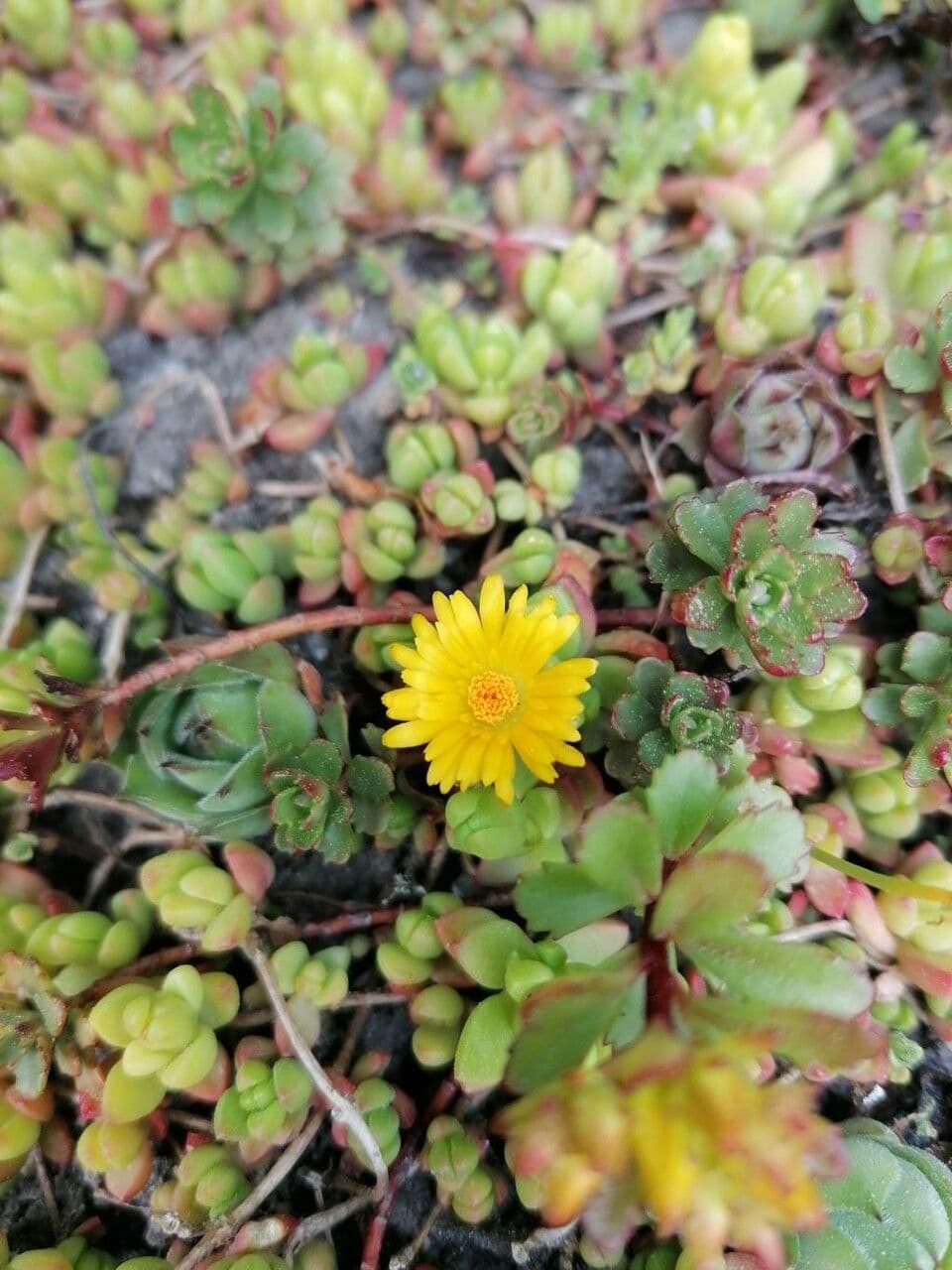 Aeonium sedifolium