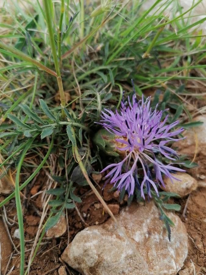Sanftdistel 7