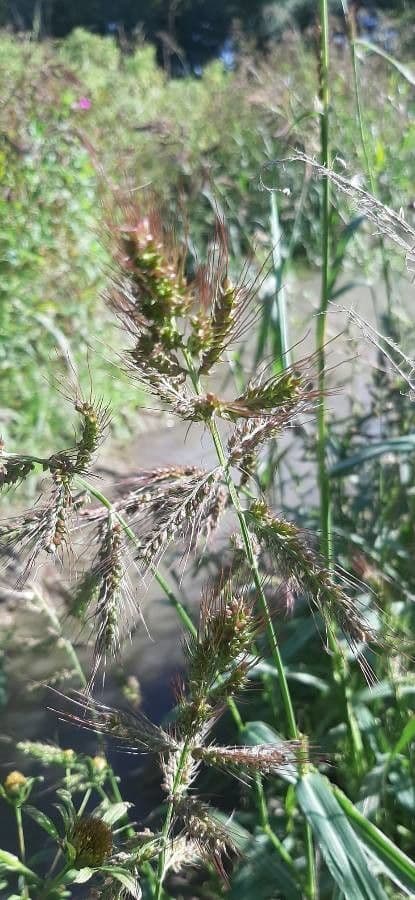Echinochloa muricata 3