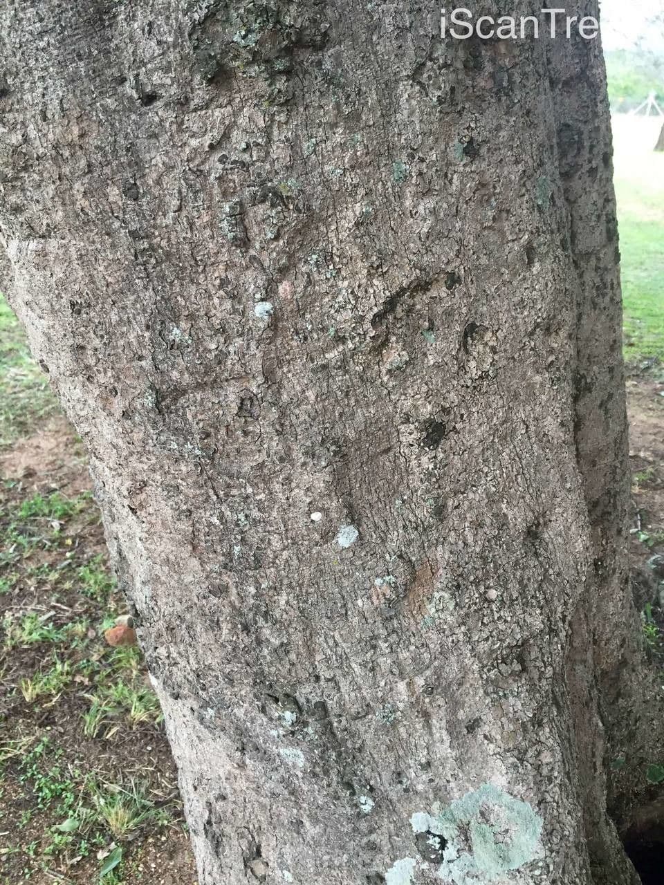 Trichilia 16