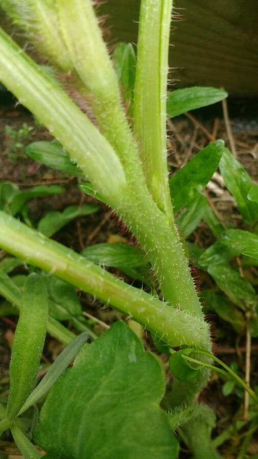 Sand-Mohn 21