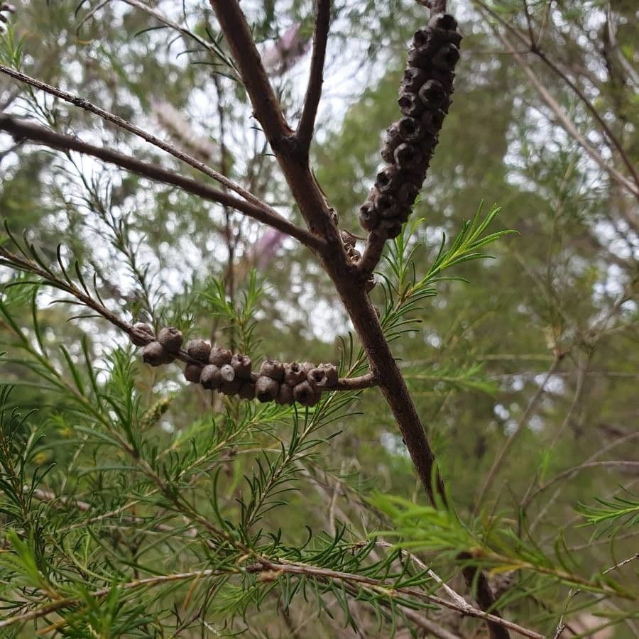 Melaleuca armillaris 27