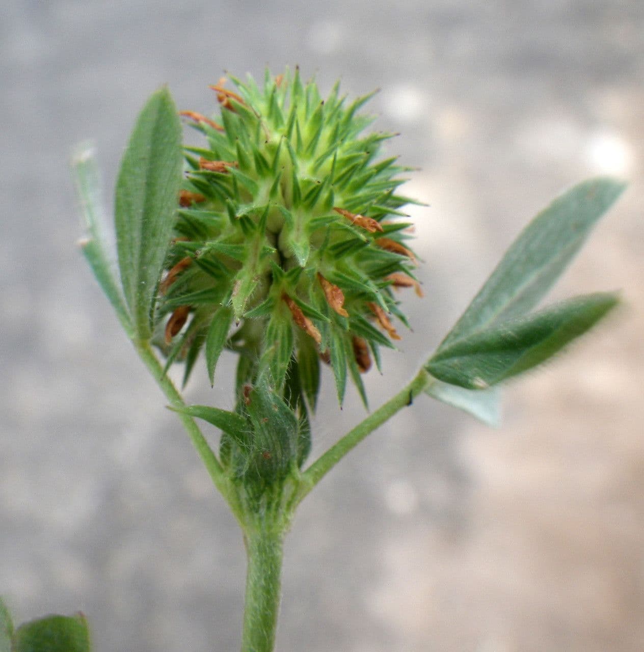 Trifoglio 5