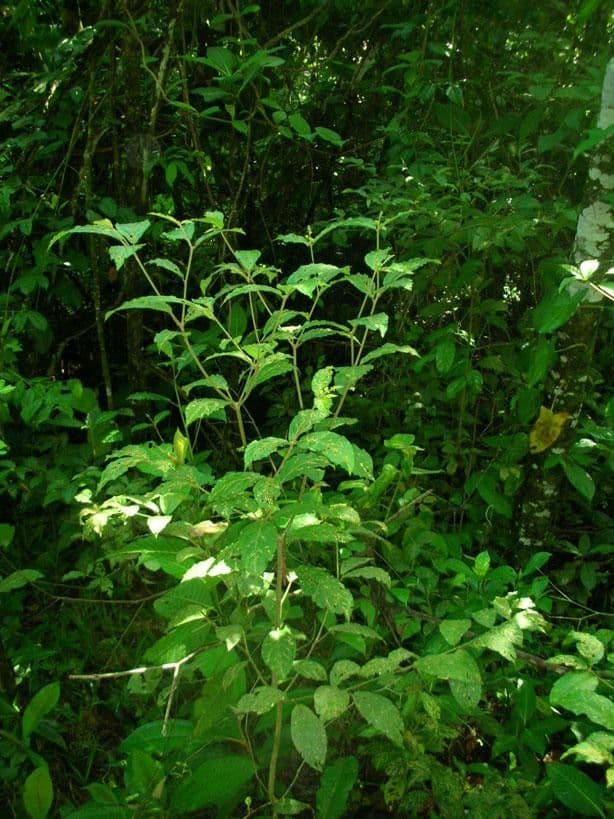 Croton