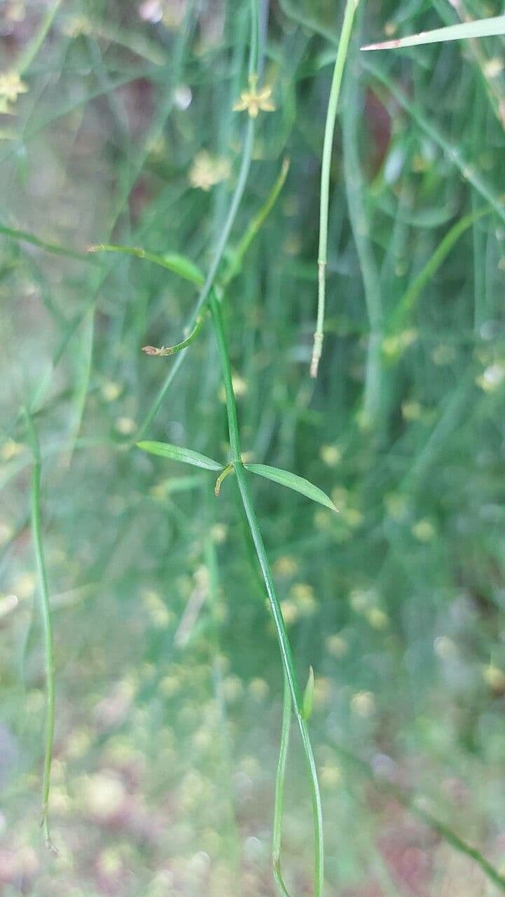 Efedra 20