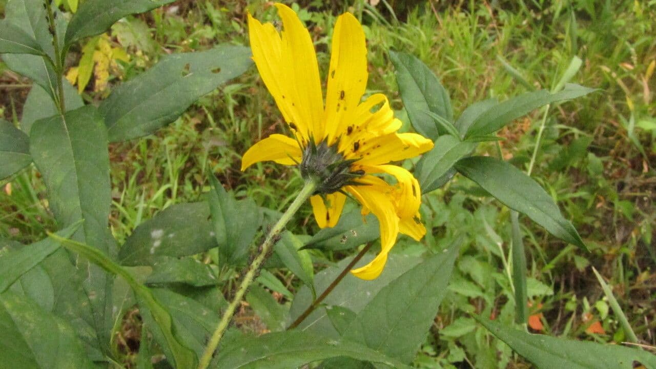 Girasole divaricato 24