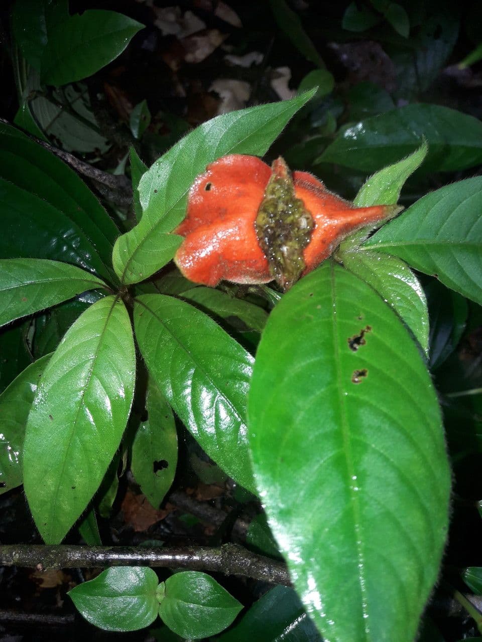 Palicourea tomentosa 14