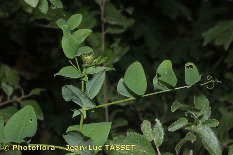 Vesce pisiforme 21