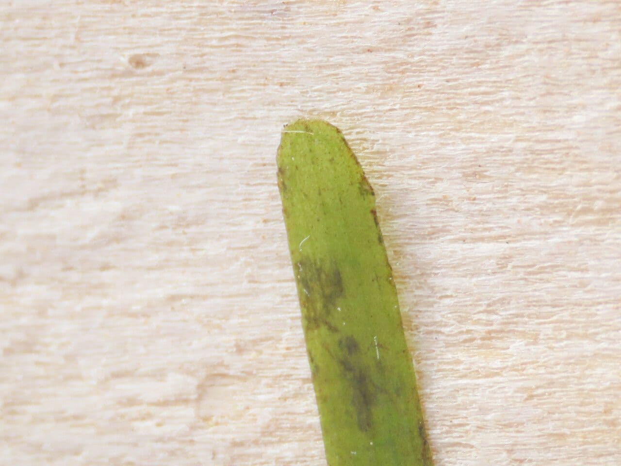 Cymodocea 10