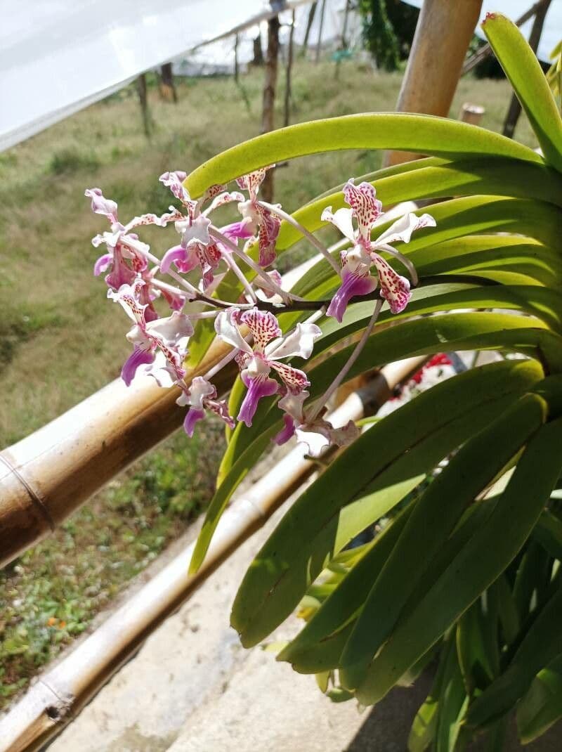 Orchidea 2