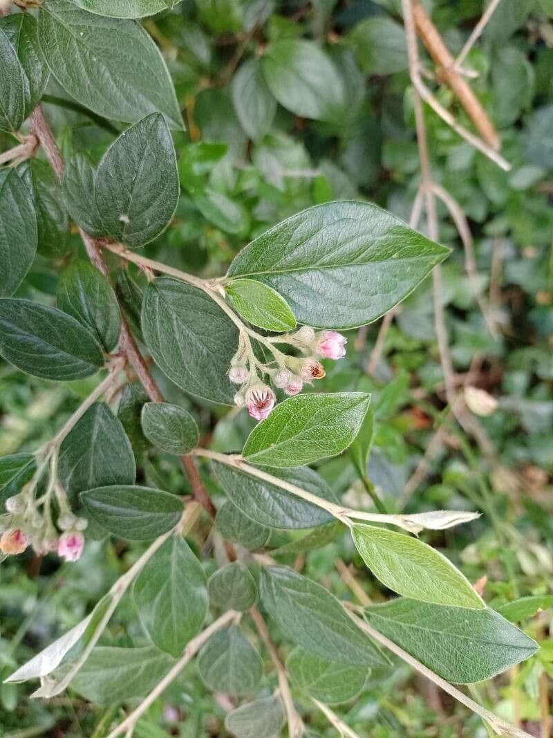 Cotoneaster di Franchet 27