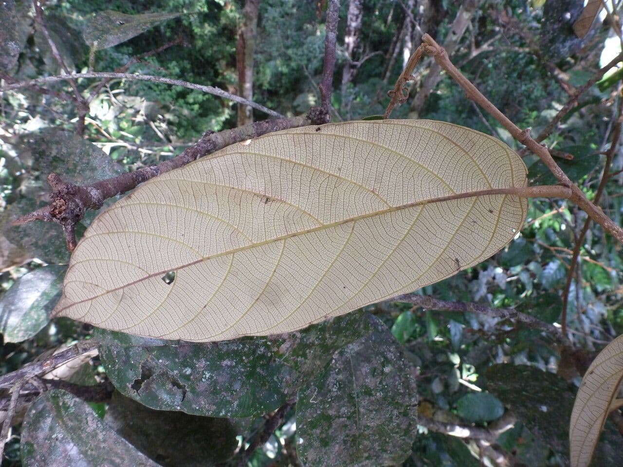 Licania 13