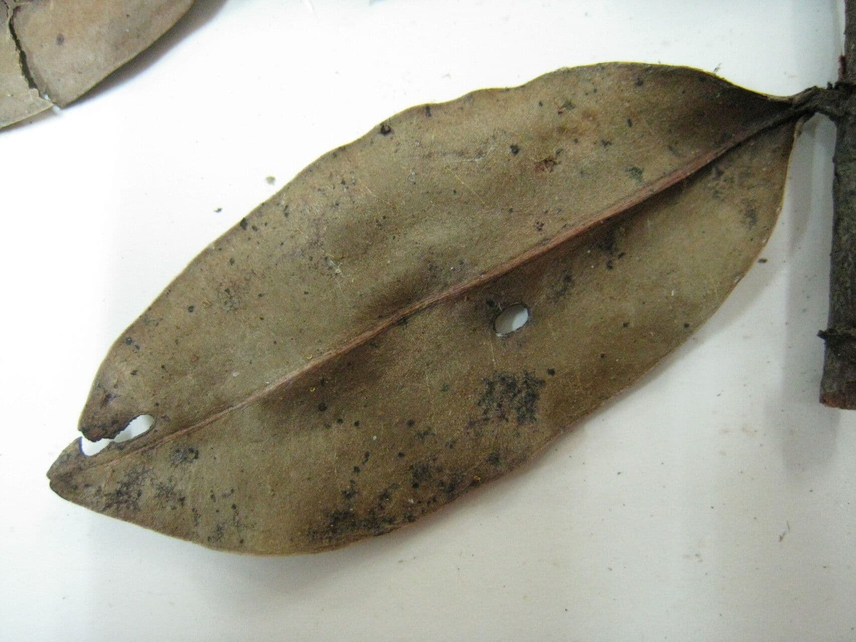 Humiria 13