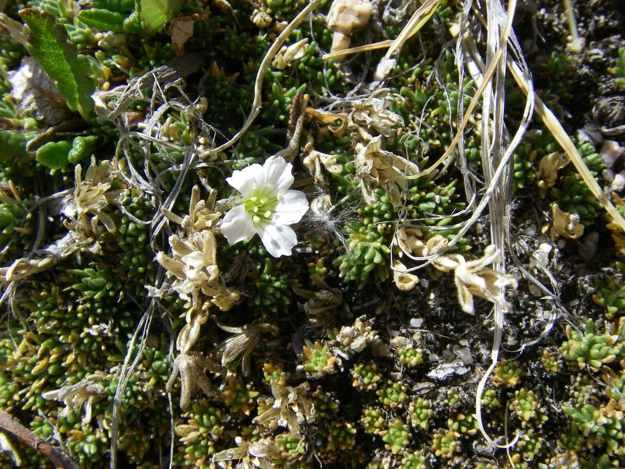 Cherleria obtusiloba 8