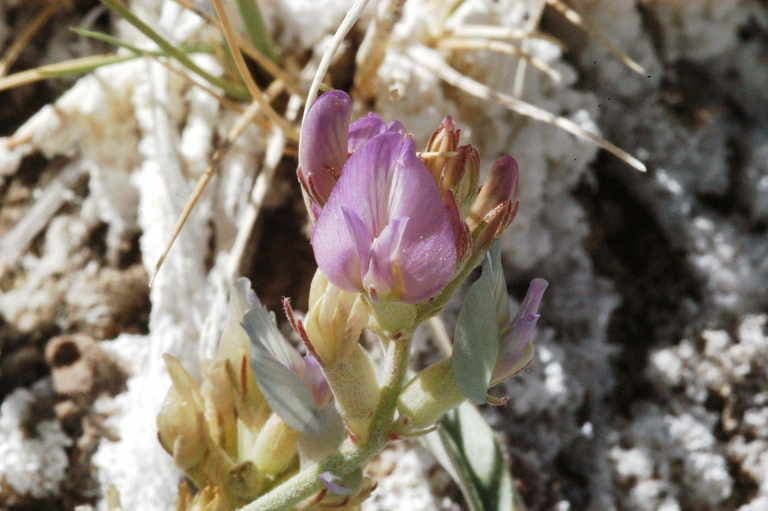 Astragalo maculato 7