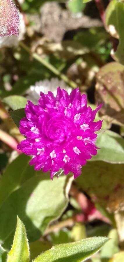 Gomphrena globuleuse 5