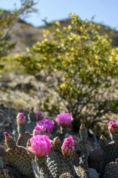 Opuntia basilaris 2