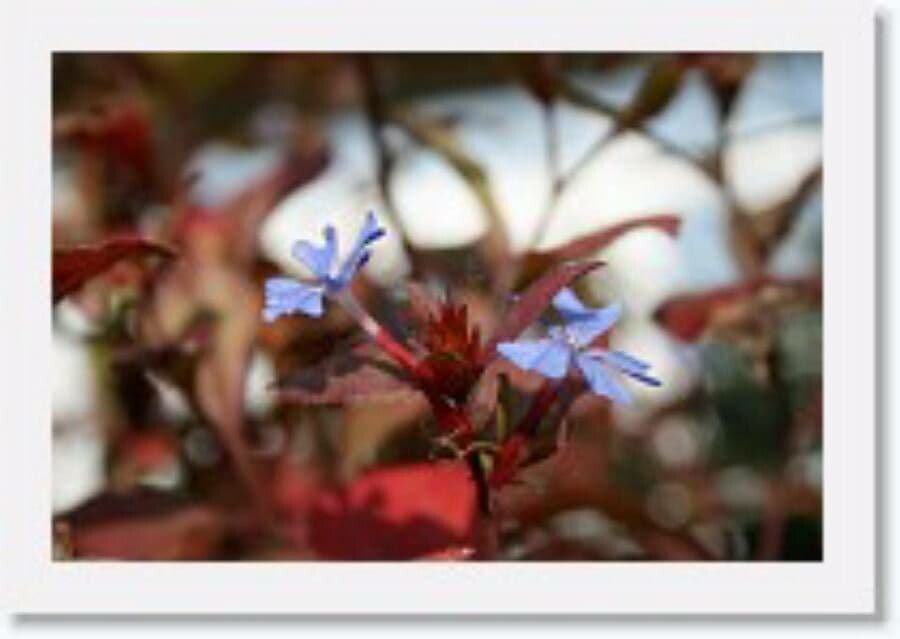 Ceratostigma 6
