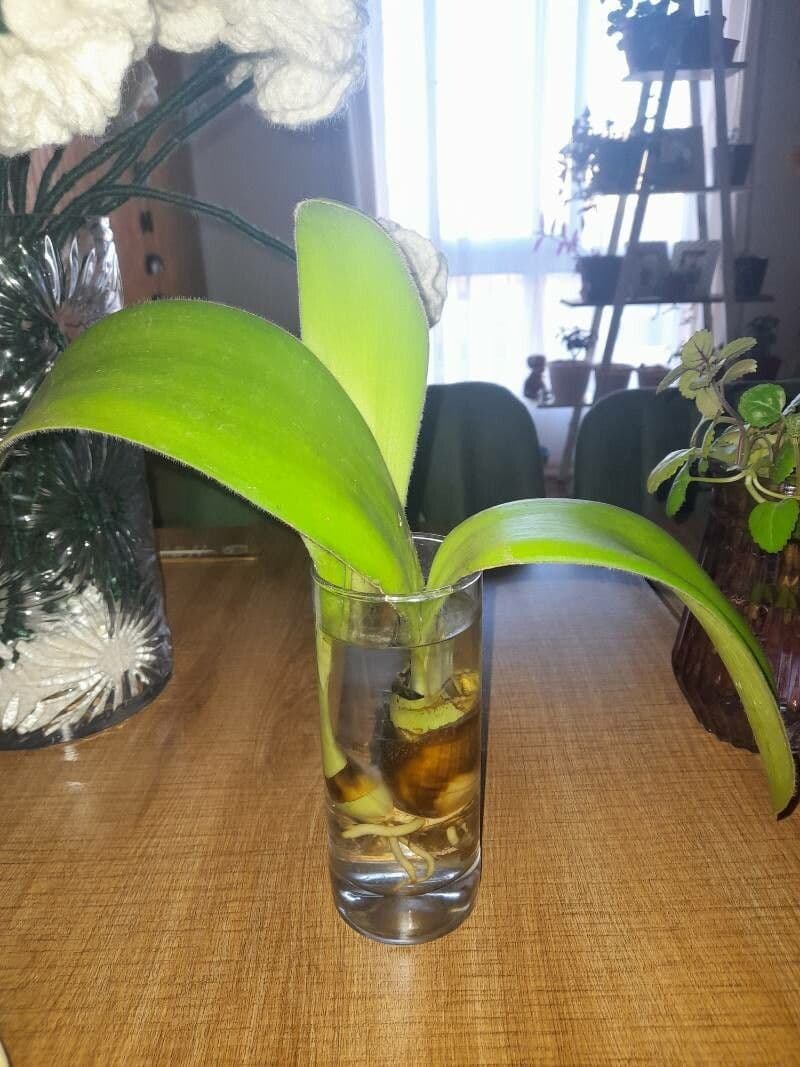 Haemanthus 16