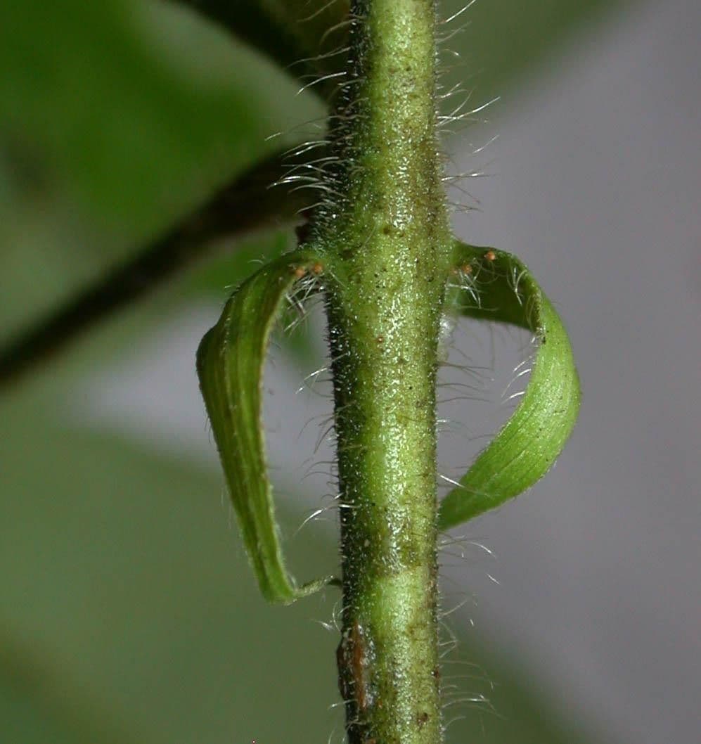 Dalechampia 12