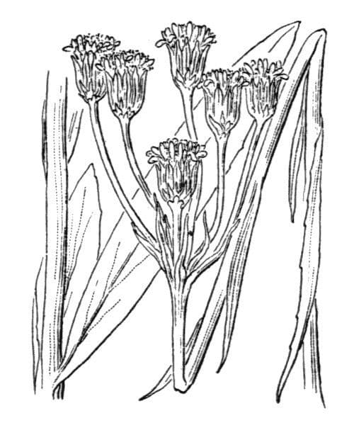 Tephroseris helenitis 36