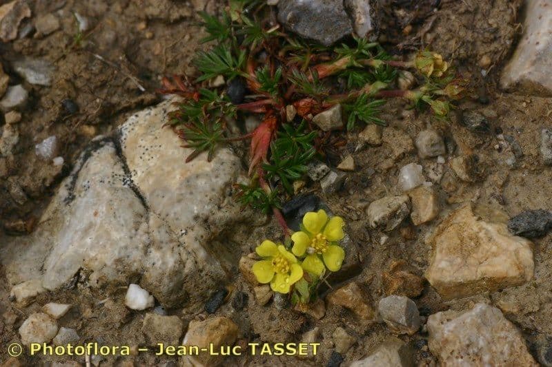 Potentilla multifida 5