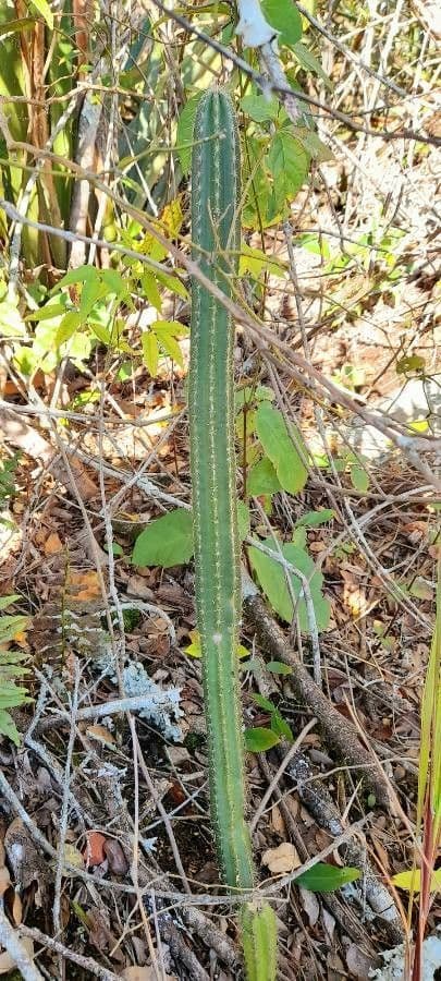 Praecereus euchlorus 5