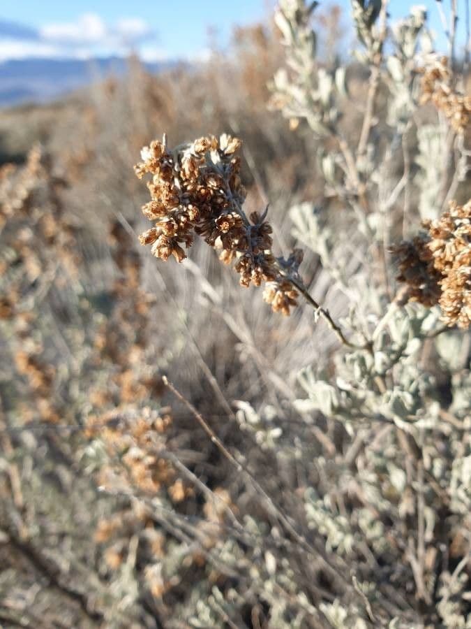 Artemisia tridentata 4