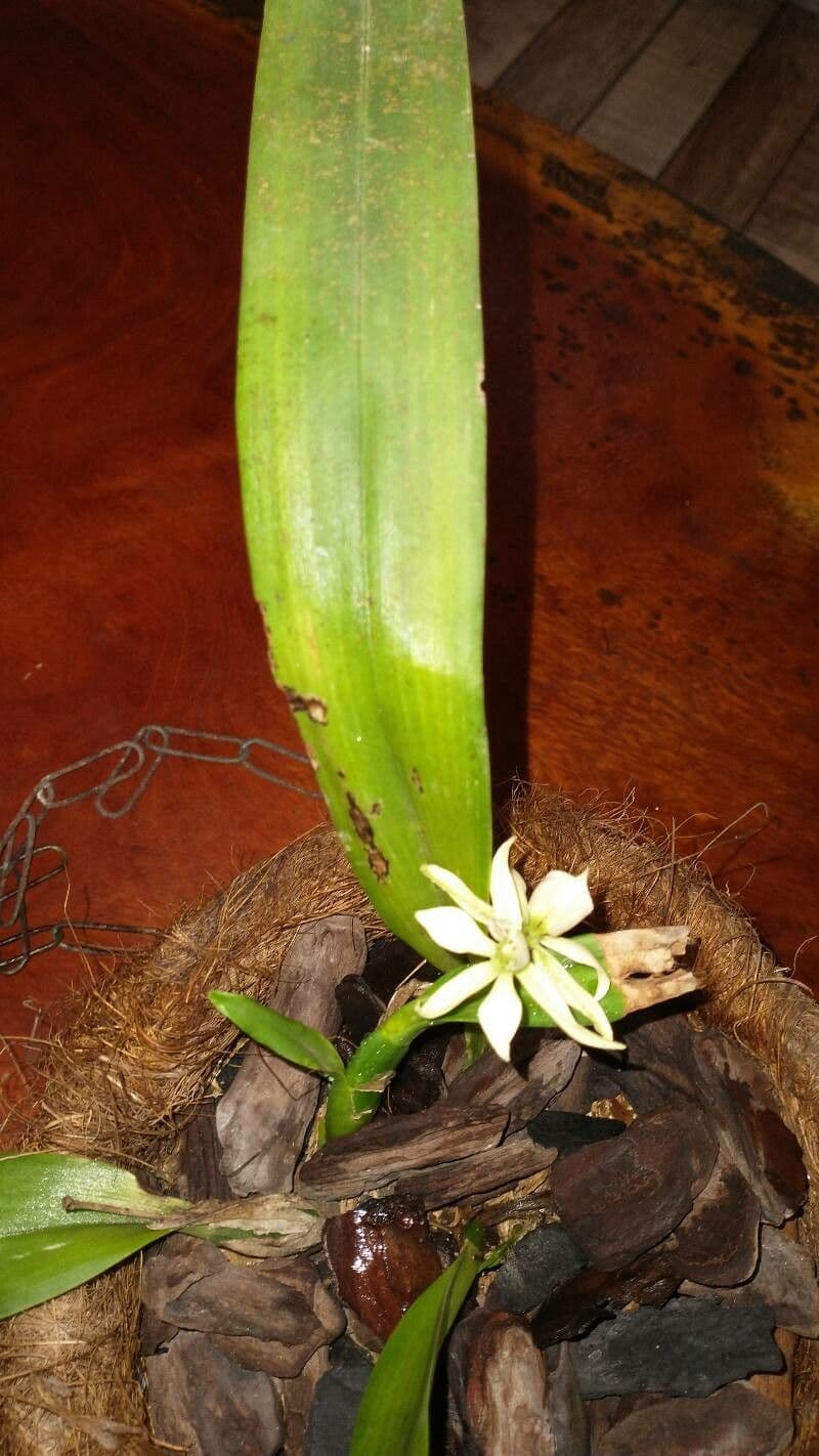 Prosthechea aemula 4