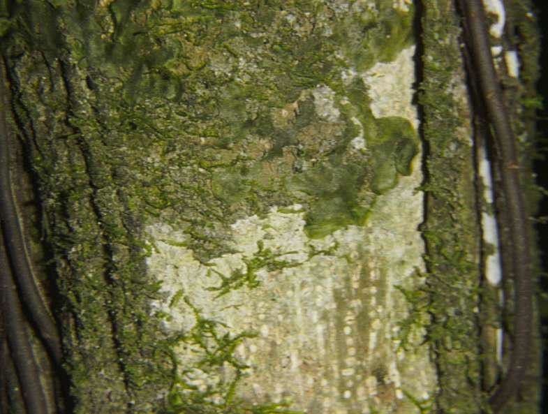 Sorocea 16