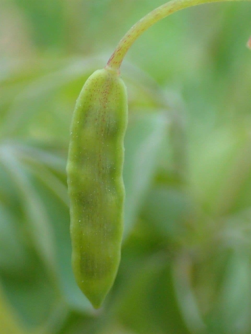 Colombina gialla