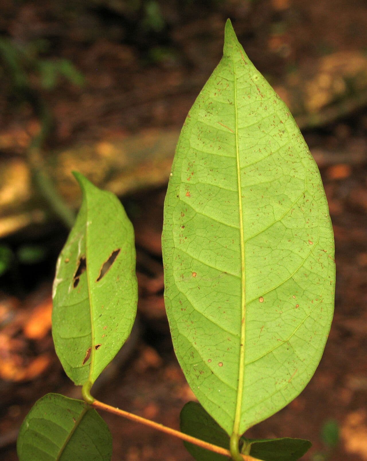 Eugenia 5