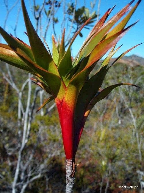 Dracophyllum 8