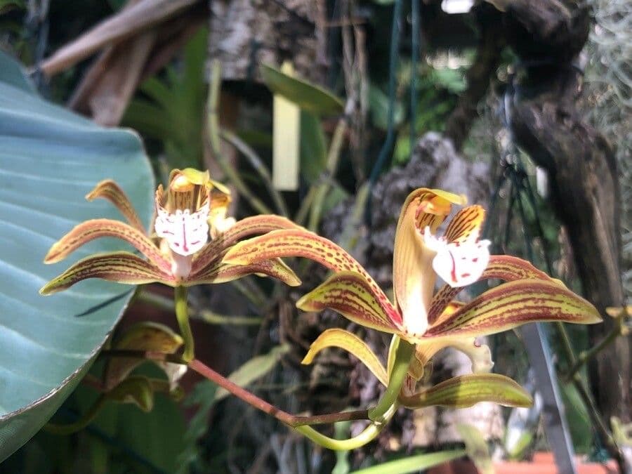 Cymbidium erythraeum 2