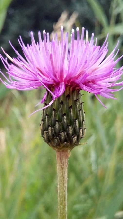 Graue Distel 4