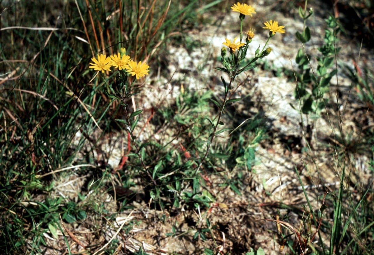 Chrysopsis mariana 10