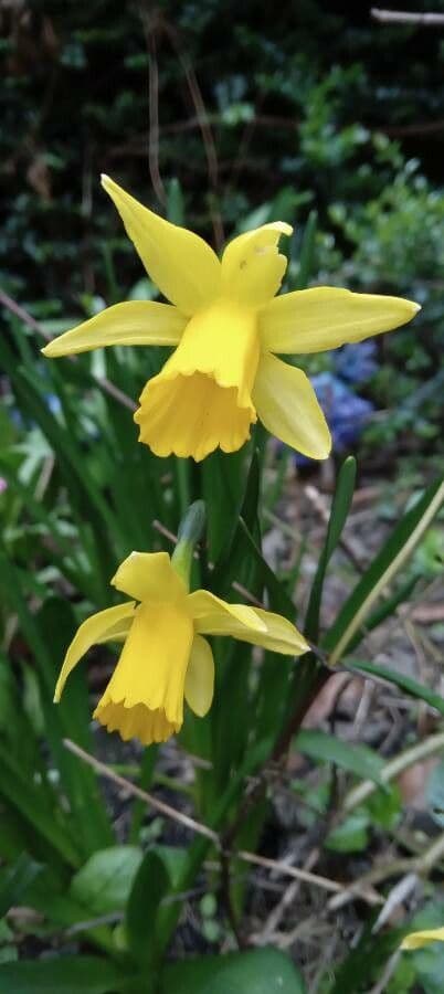 Narciso ciclamino 3