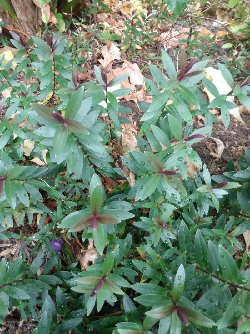Langblütige Billardiera 6