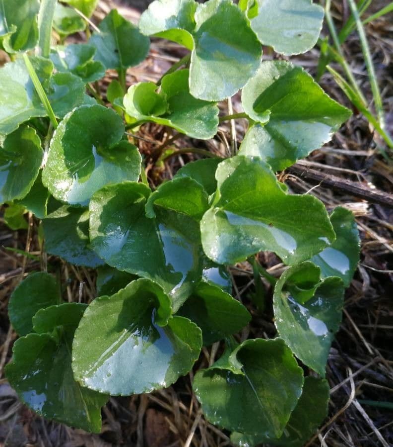 Viola odorata 16