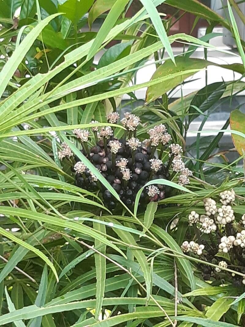 Osmoxylon 6