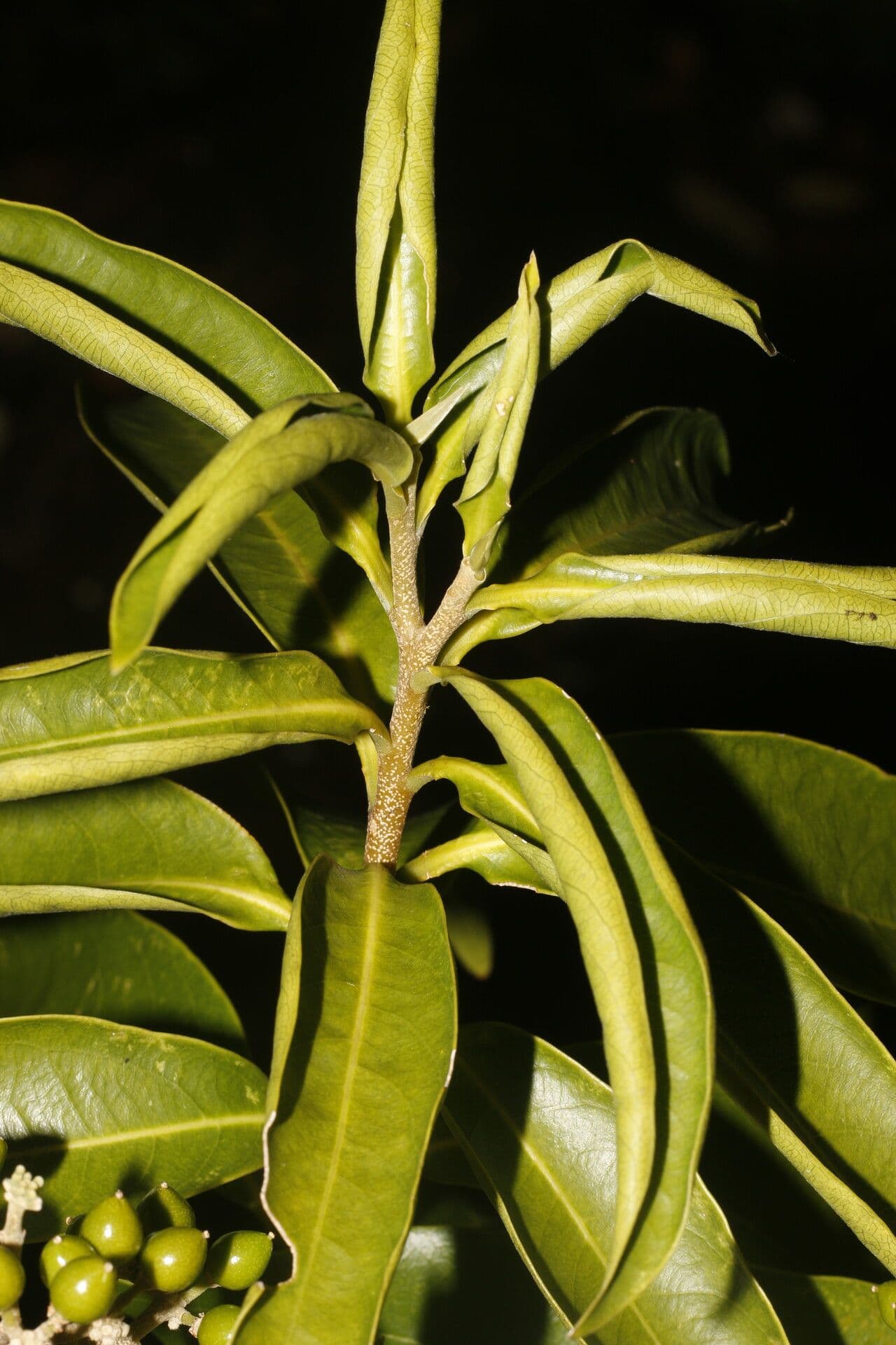 Daphnopsis americana 13