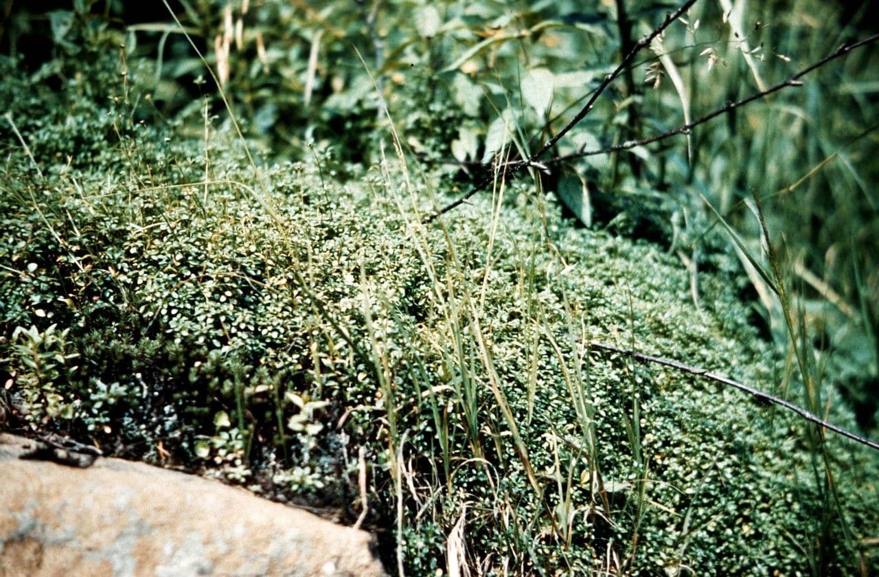 Houstonia serpyllifolia 7