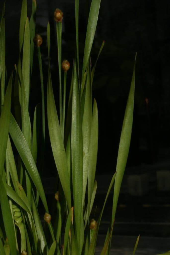 Xyris tennesseensis 8