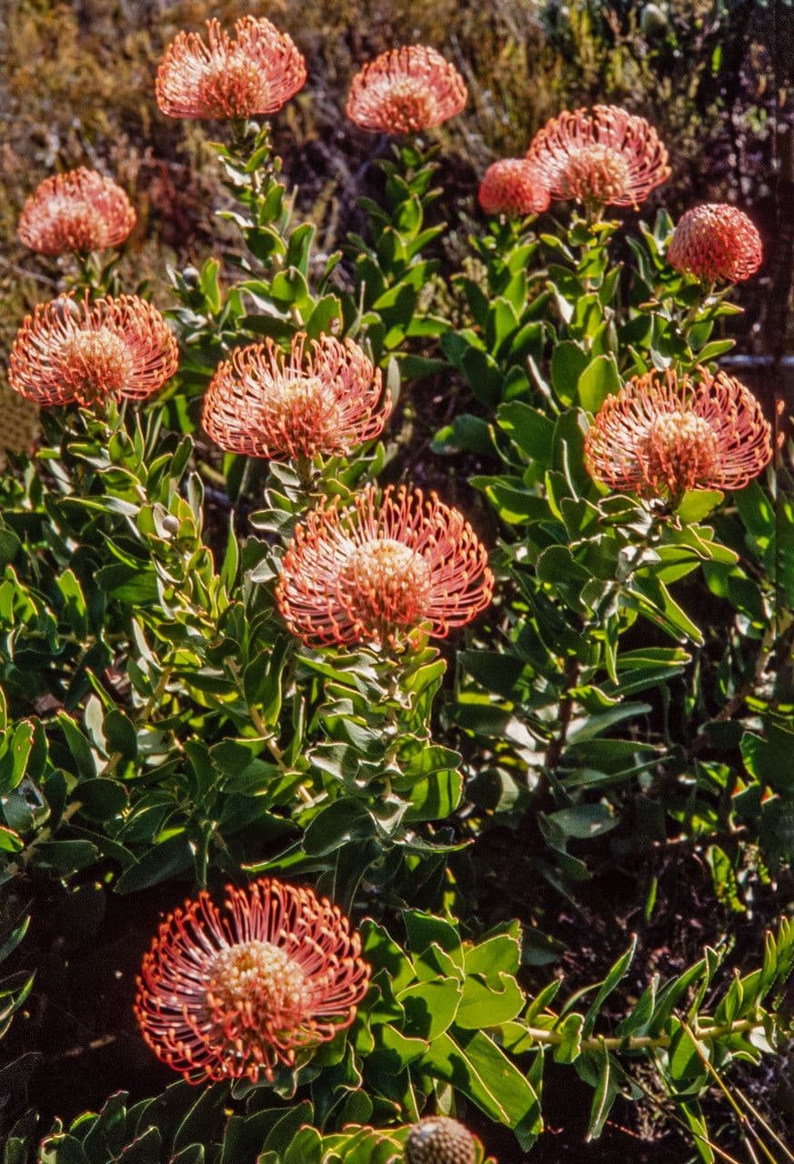 Leucospermum 5